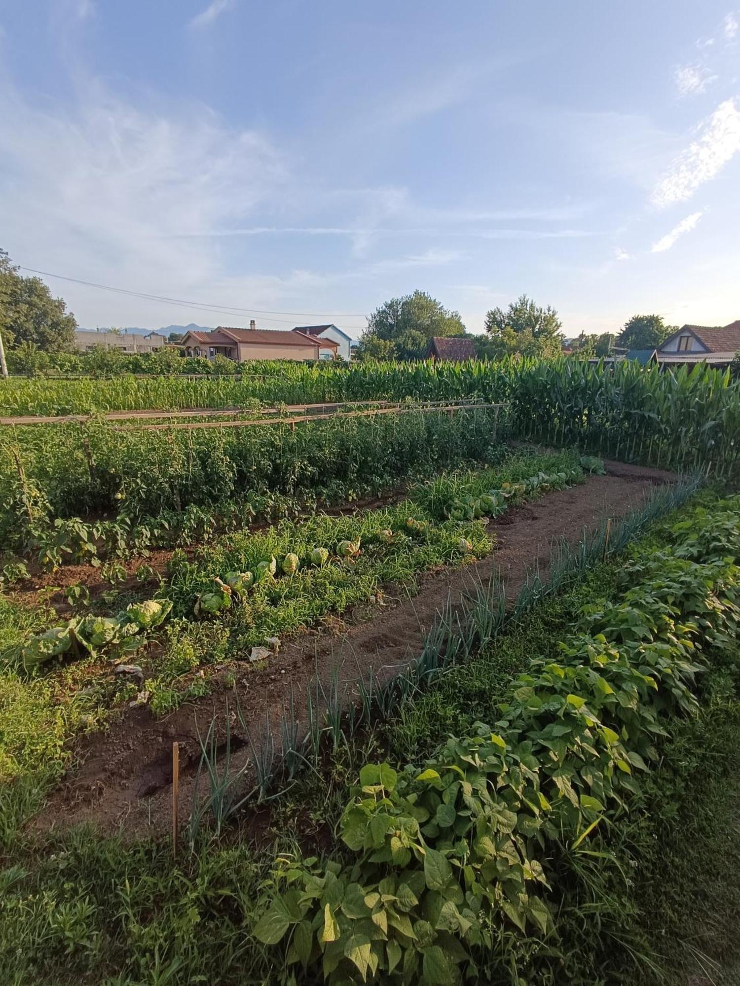 Balabani Local Stay Golubovci Kültér fotó